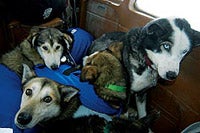 Flying the yukon quest